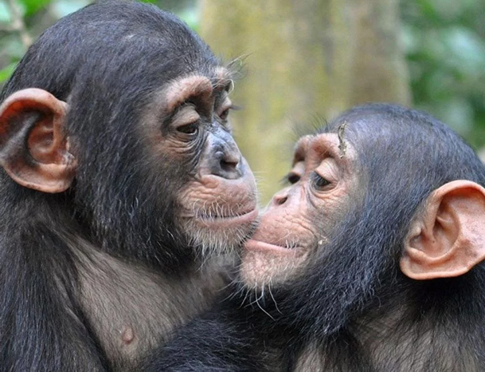 Kimbang and Gnala are African Chimpanzees