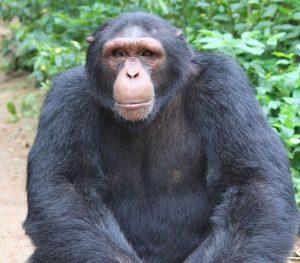 Baati is a Chimpanzee in Africa