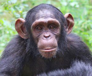 Gnala is a Rescued Chimp