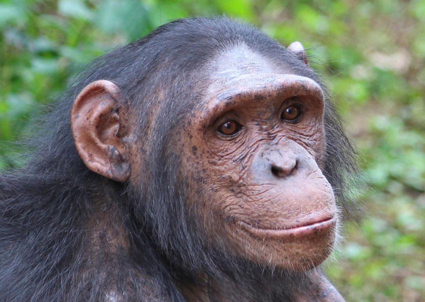 Kenza is a Chimpanzee in Africa