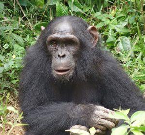 Rescued Chimp Milou by SYCR
