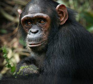 Akiba is the Rescued Chimpanzee in Africa