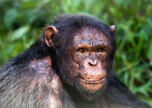 Amigo is a Baby Chimpanzee for Adoption