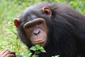 Anita is an African Chimpanzee