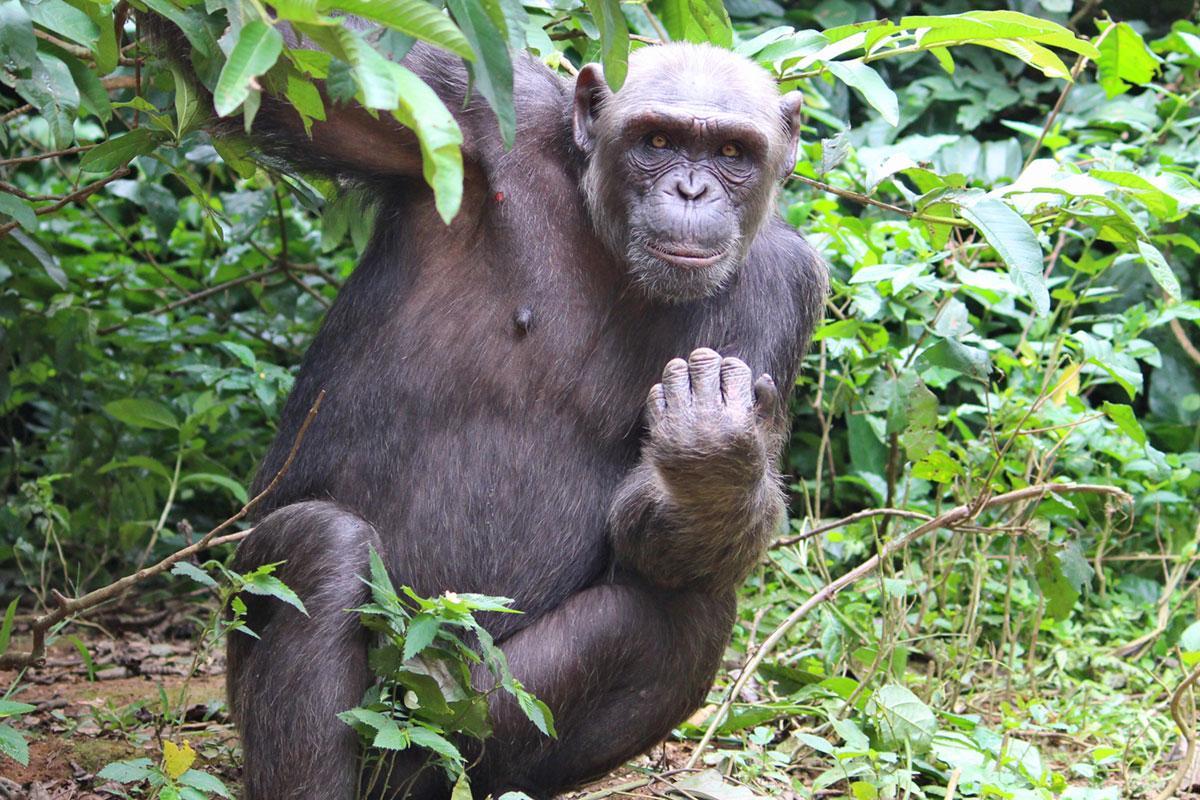 Ava is a Chimpanzee in Africa