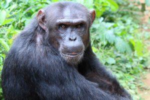 Future is a Chimpanzee in Africa