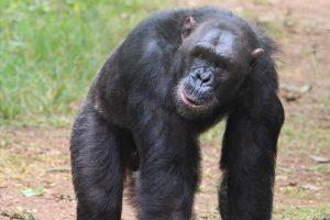 Johnny is a Rescued Chimp