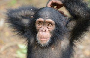 Kanoa is an African Chimpanzee