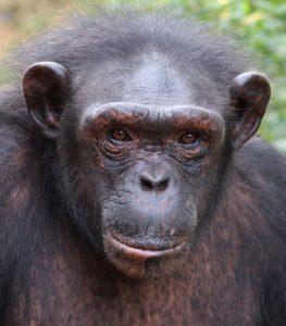 Karmal is a Chimpanzee for Adoption