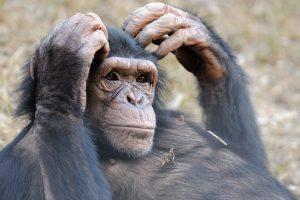 Launa is an African Chimpanzee