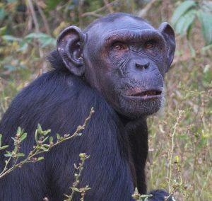 Leilah is a Chimpanzee for Adoption