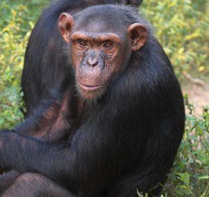 Lucy is a Chimpanzee for Adoption
