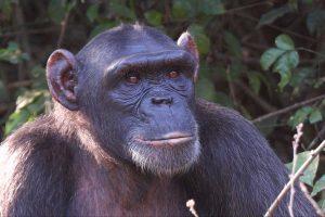 Manni is a Chimpanzee in Africa