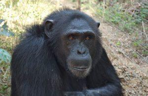 Massamba is a Rescued Chimp