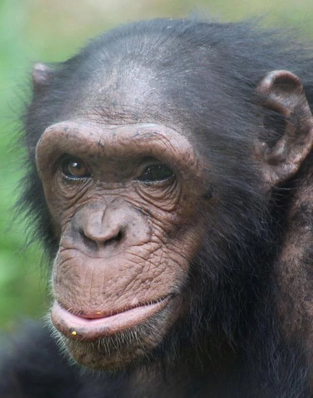 Muna is a Chimpanzee for Adoption