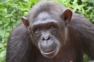 Niete is a Chimpanzee for Adoption