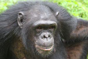 Njabeya is an African Chimpanzee