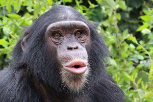Nyanga is a Chimpanzee in Africa