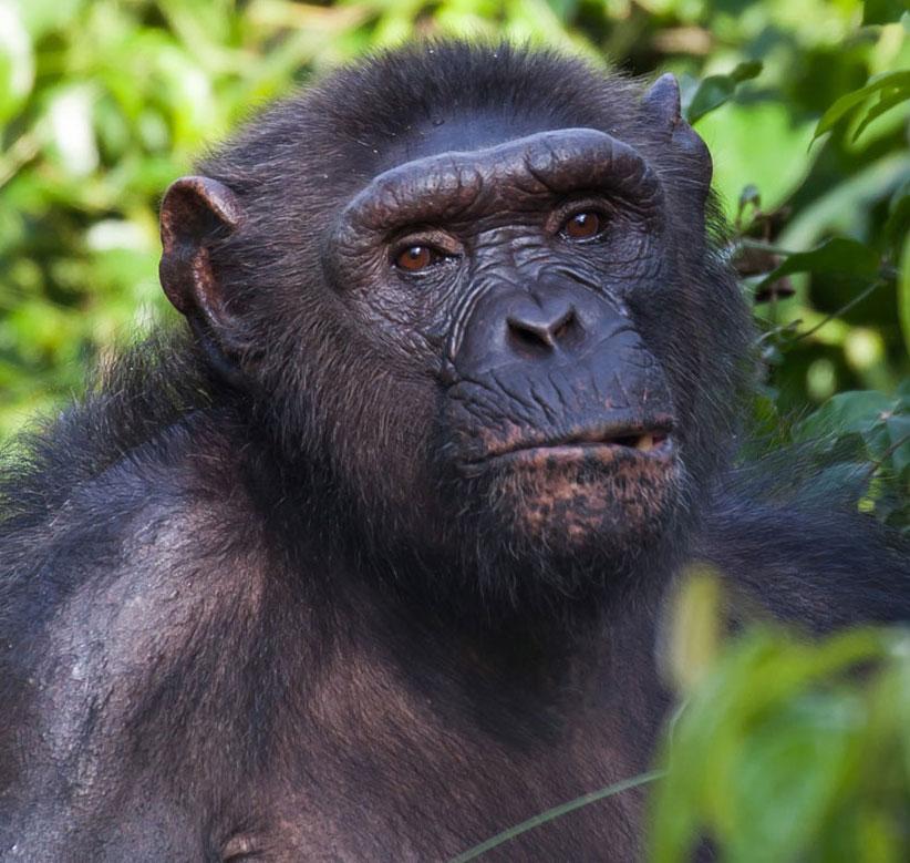 Samble is a Chimpanzee for Adoption