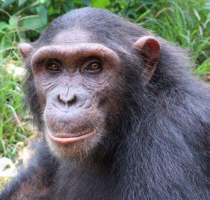 Selma is a Baby Chimpanzee for Adoption