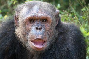 Simon is a Chimpanzee for Adoption