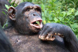 Tilly is a Chimpanzee for Adoption