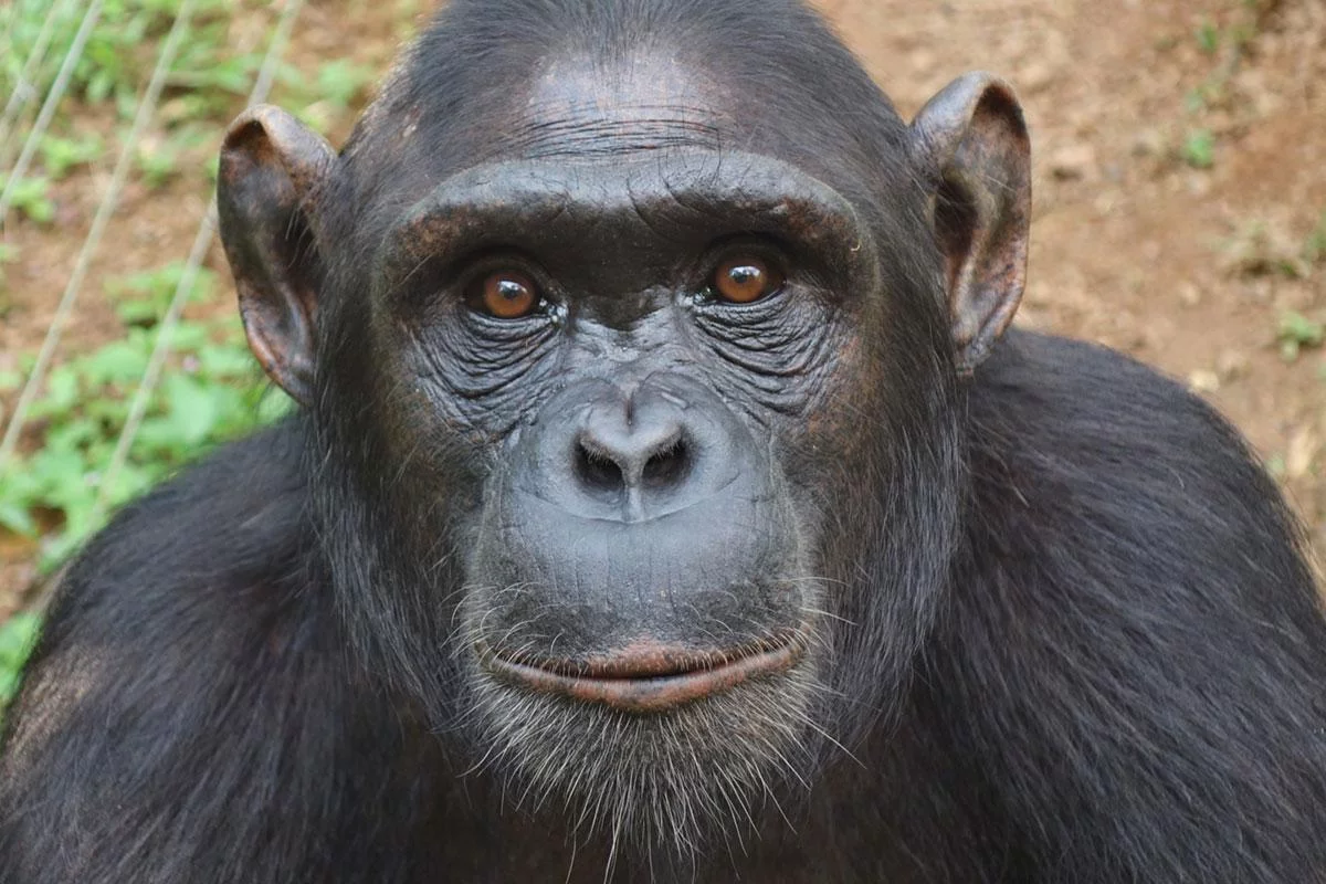 Xeko is a Chimpanzee for Adoption