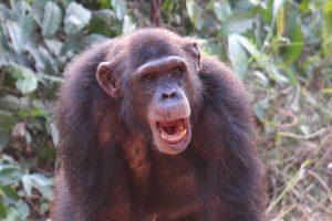 Zack is a Rescued Chimp