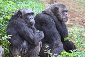 Rescued Chimps in Africa