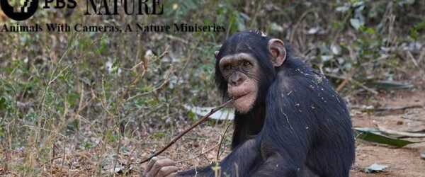 BBC One: Animals With Cameras