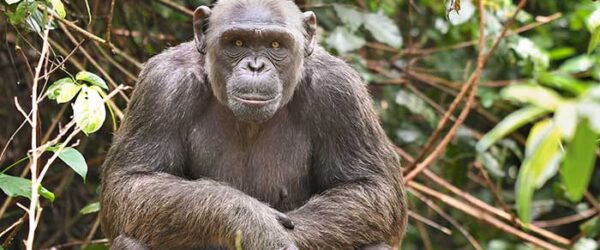 Washington Post: These apes and monkeys escaped poaching and trafficking. Now they must battle a pandemic.