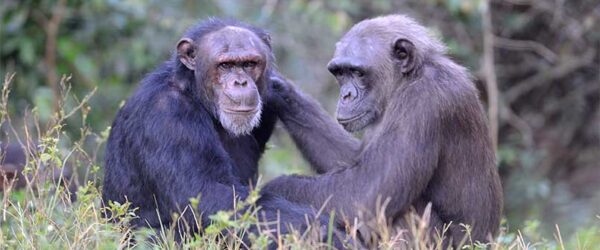 Oregon Public Broadcasting: How the pandemic is affecting primate sanctuaries in Africa