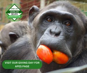 Giving Day for Apes