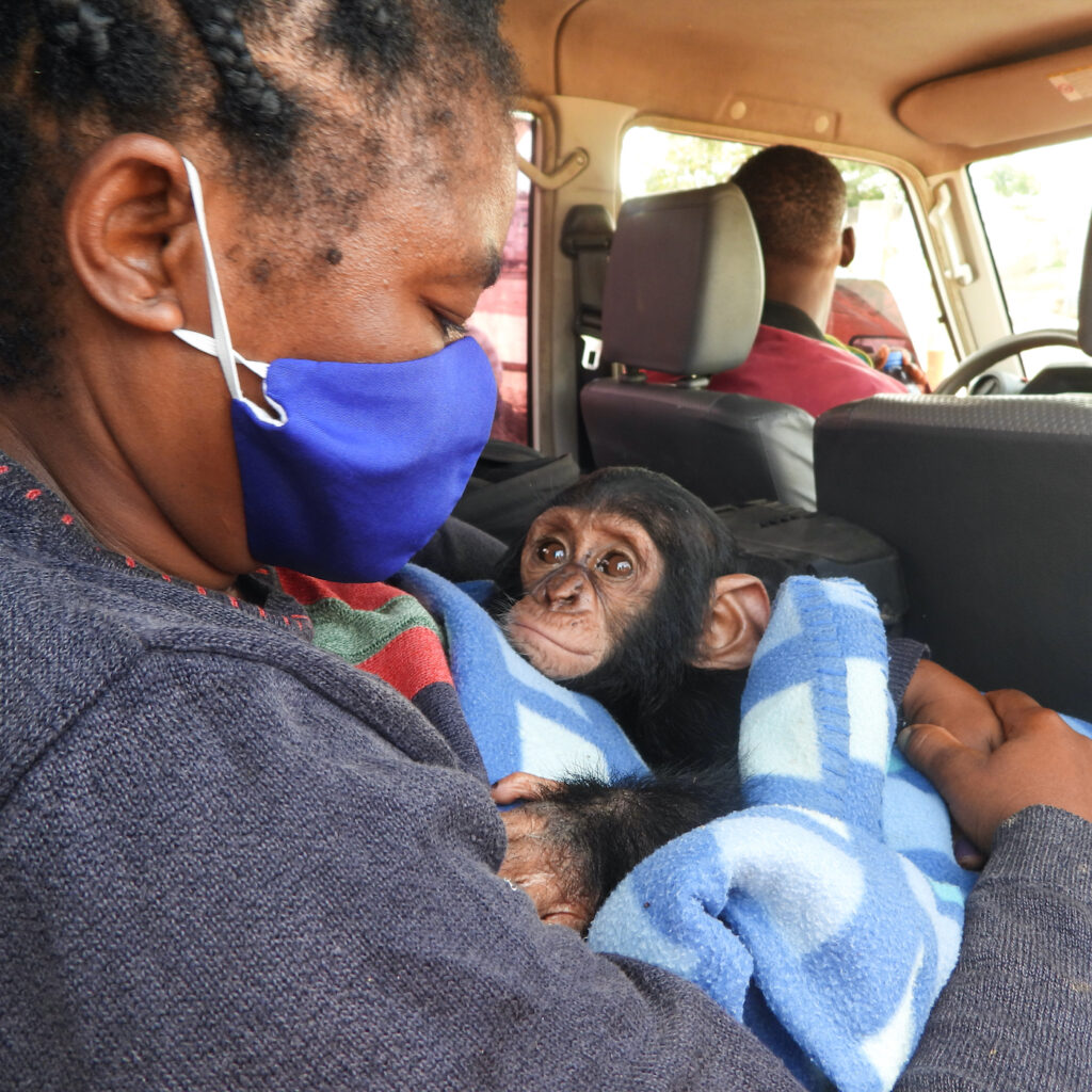 Sanaga-Yong Chimpanzee Rescue